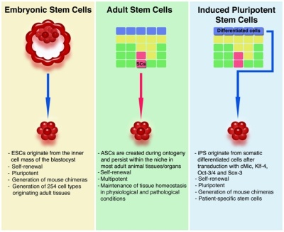Adult Stem Cells Versus Embryonic Stem Cells 39